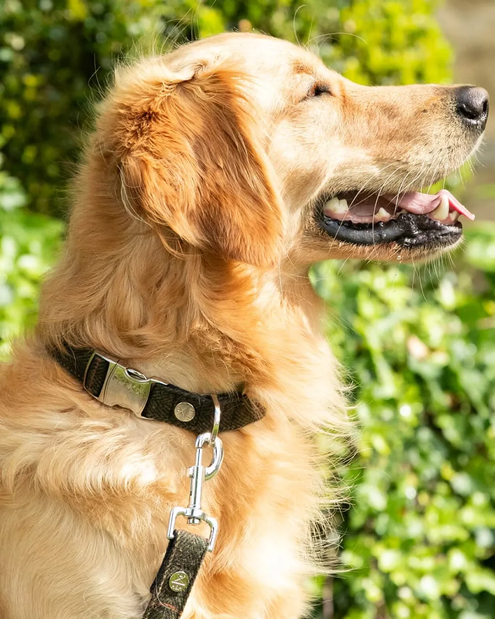 Dark Green Checked Herringbone Tweed Dog Collar